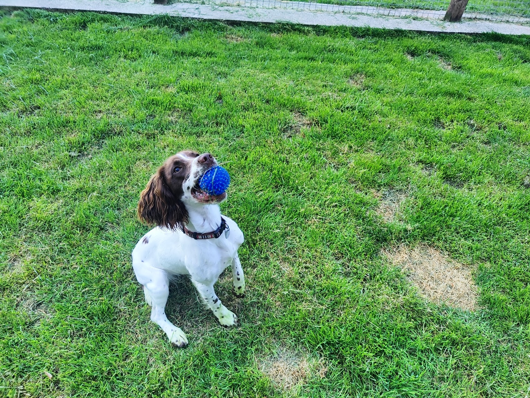 Spaniel dog with a ball