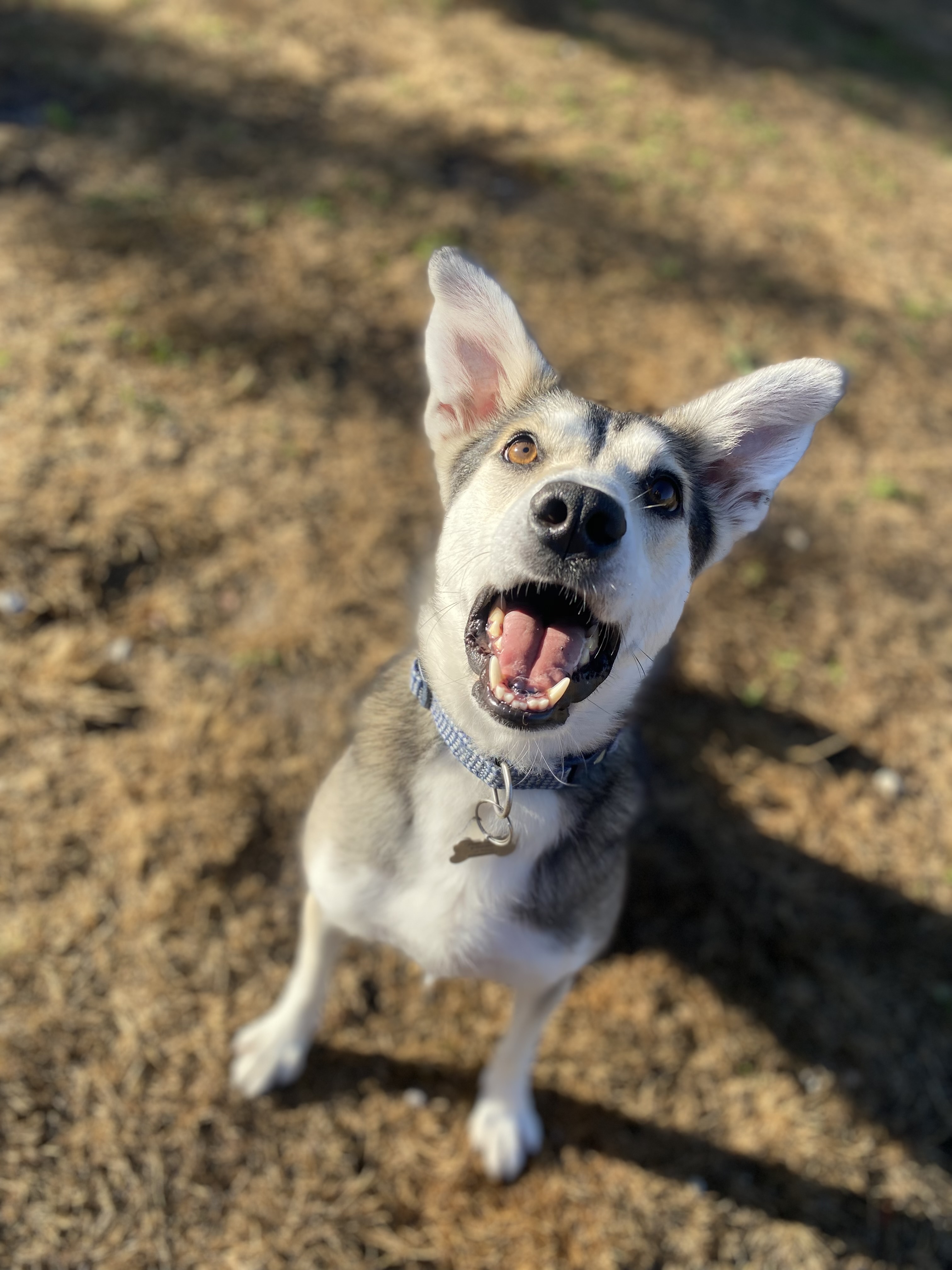A happy husky cross looking at the camera