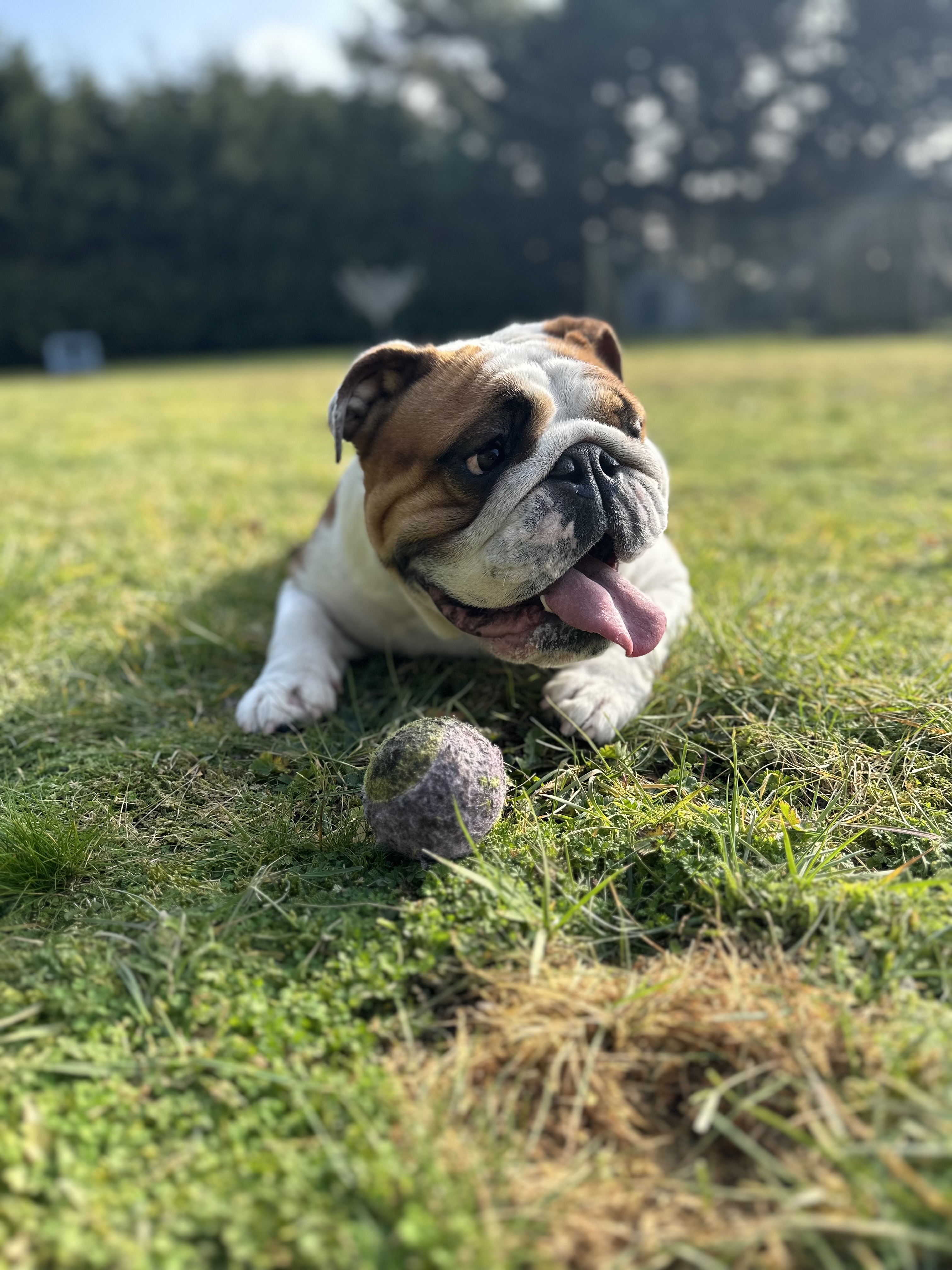A bulldog playing with a ball in the field